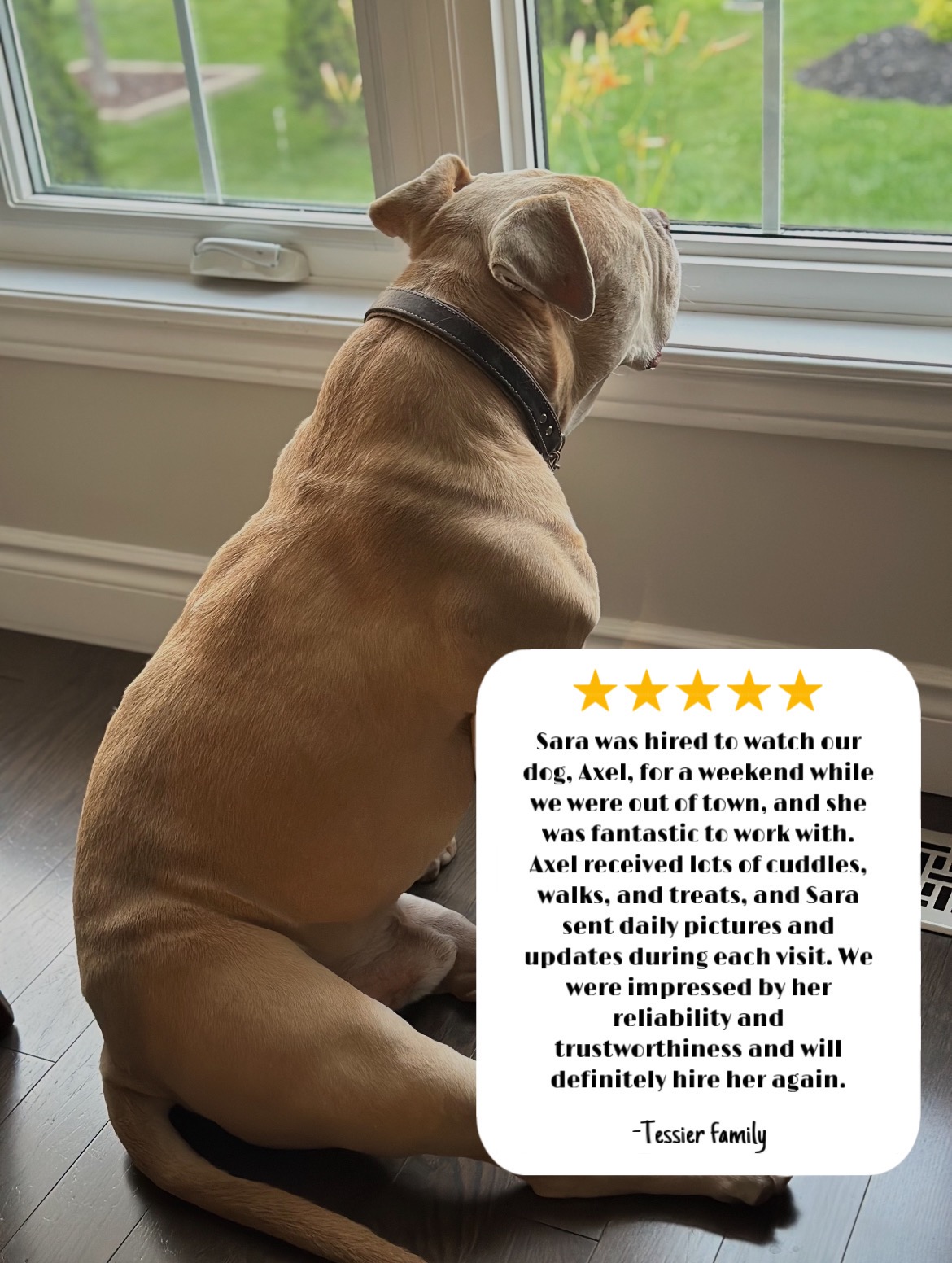 Client note for In-House Pet Sitting by Sara about Axel receiving cuddles, walks, treats, and daily updates